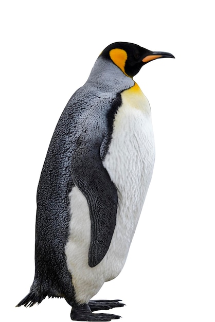 King penguin isolated on the white background