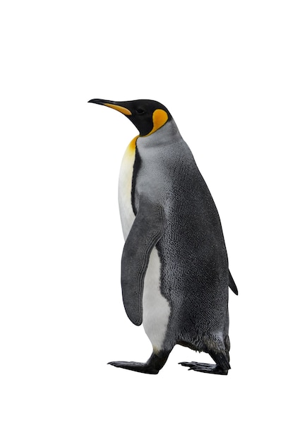 king penguin isolated on the white background