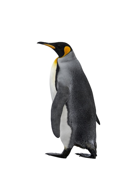 King penguin isolated on the white background