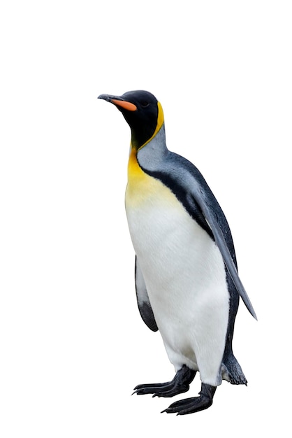 king penguin isolated on the white background