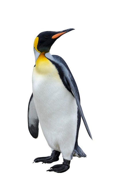 King penguin isolated on the white background