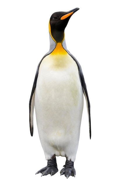 King penguin isolated on the white background