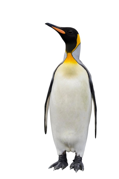 King penguin isolated on the white background