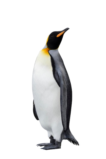 King penguin isolated on the white background