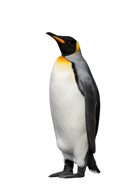 king penguin isolated on the white background