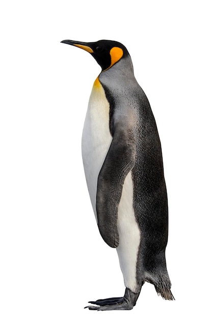 king penguin isolated on the white background
