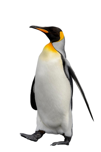 King penguin isolated on the white background