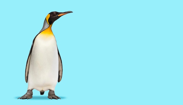 Photo king penguin standing in front on a blue background