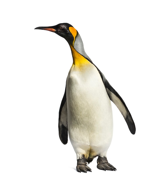 King penguin standing in front of a white background