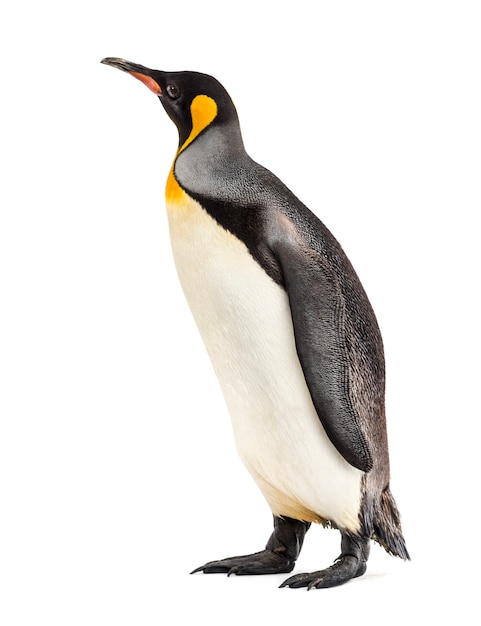 King penguin standing in front of a white wall