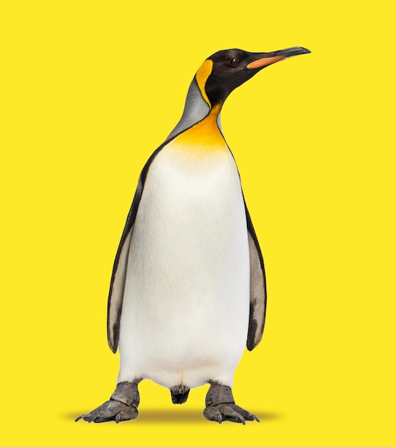 Photo king penguin standing in front on yellow