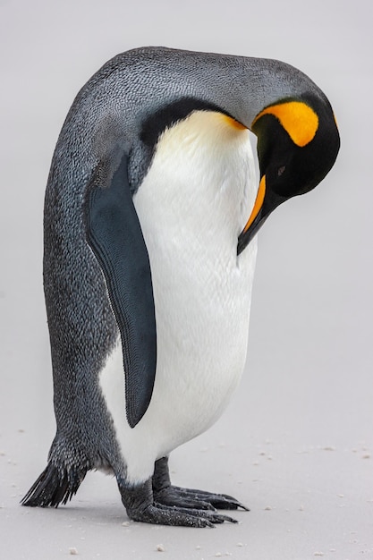 King Penguin Volunteer Point Falkland Islands