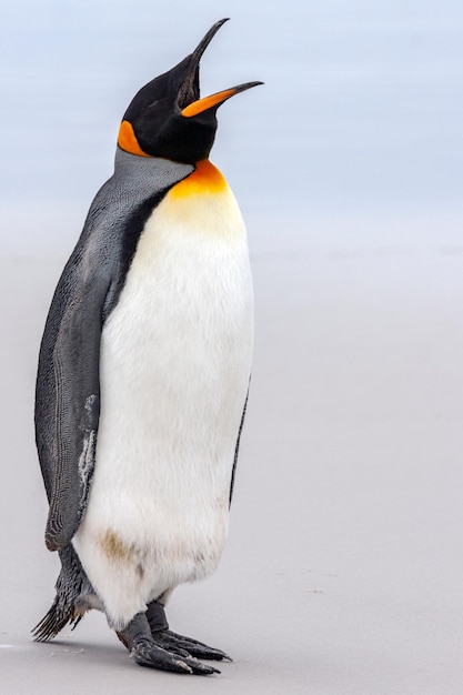 King Penguin Volunteer Point Falkland Islands