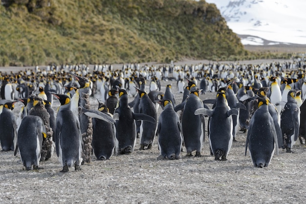 King Penguin