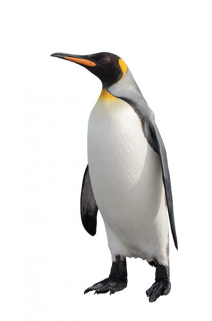 Photo king penguin