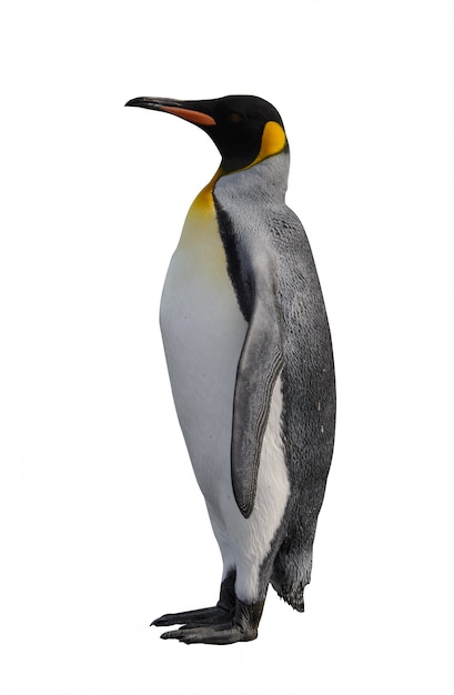 King penguin