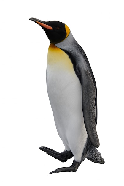 King penguin