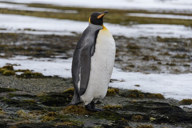 King penguins in antartica on South Georgia island