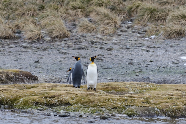 King penguins in antartica