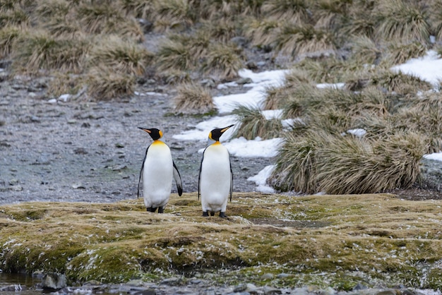 King penguins in antartica