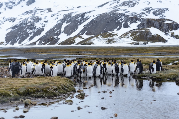 Antartica에서 킹 펭귄