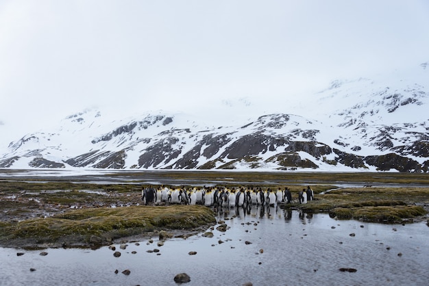 King penguins in antartica