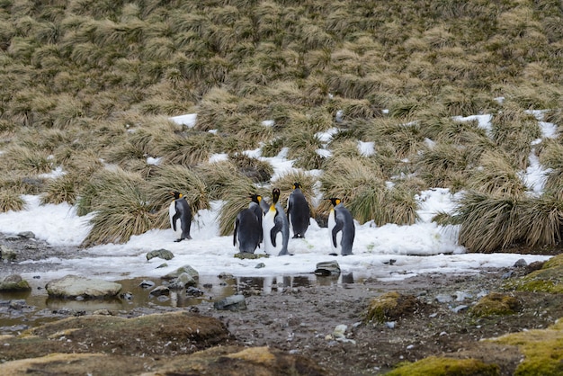 Королевские пингвины в Антарктиде