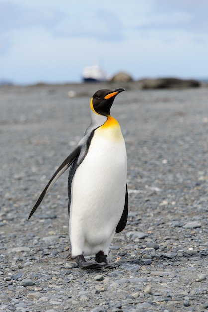 サウスジョージア島のキングペンギン