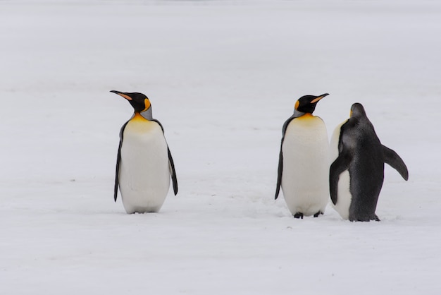 サウスジョージア島のキングペンギン