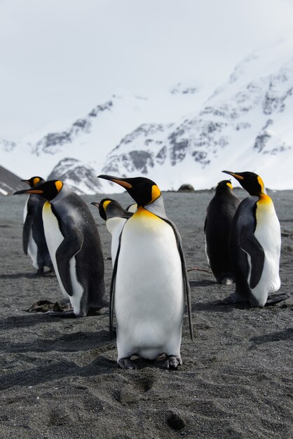 King penguins on South Georgia island