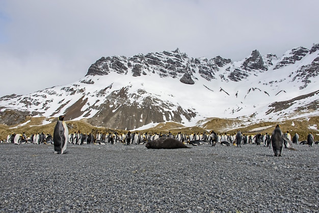 Королевские пингвины на острове Южная Джорджия