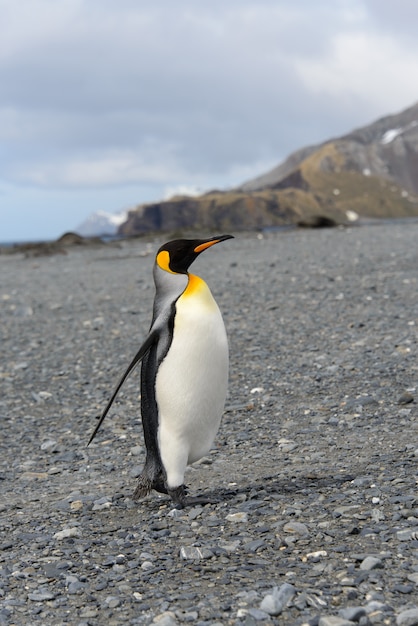 サウスジョージア島のキングペンギン