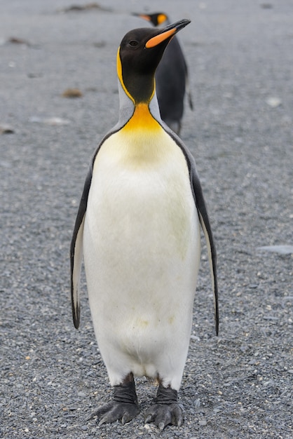 サウスジョージア島のキングペンギン