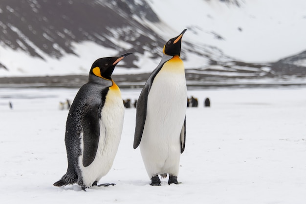 King penguins on South Georgia island