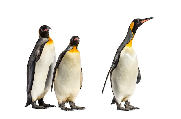 King penguins walking in a row, isolated