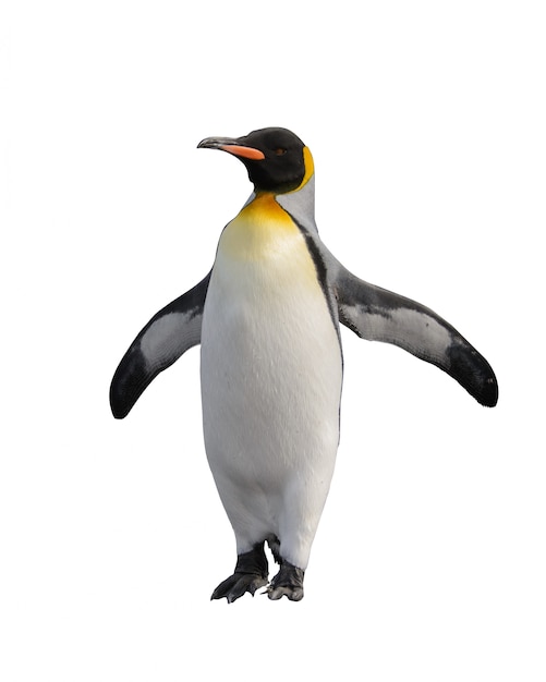 King penguins