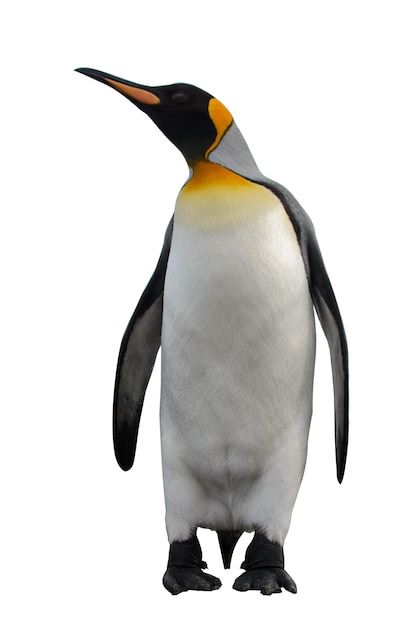 King penguins