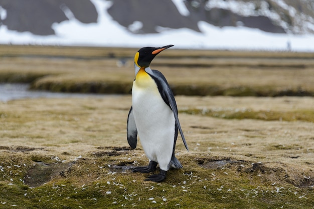 King penguins