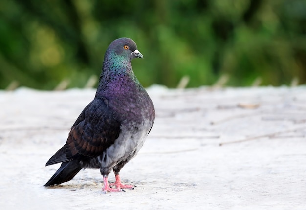 屋根の上のキング鳩