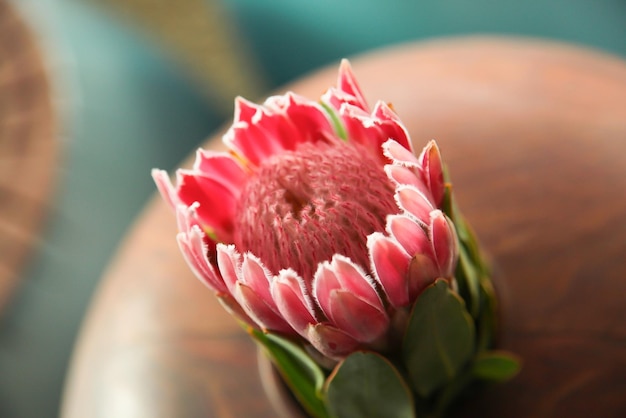 King protea flowers in a vase