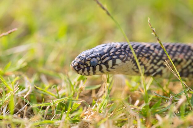 King snake slithering lot on the grass in the forest.