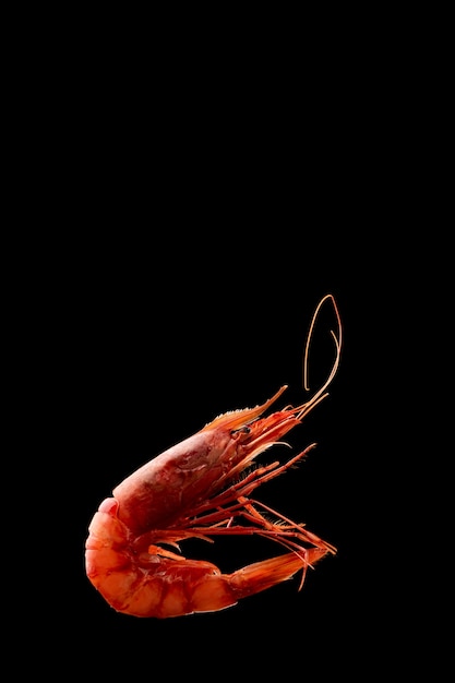 King tiger  red prawn shrimp  Mazara isolated on dark background close up