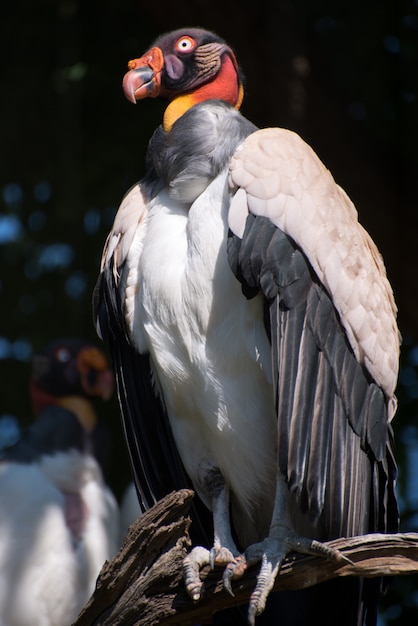 King Vulture (Sarcoramphus papa) perching on a branch
