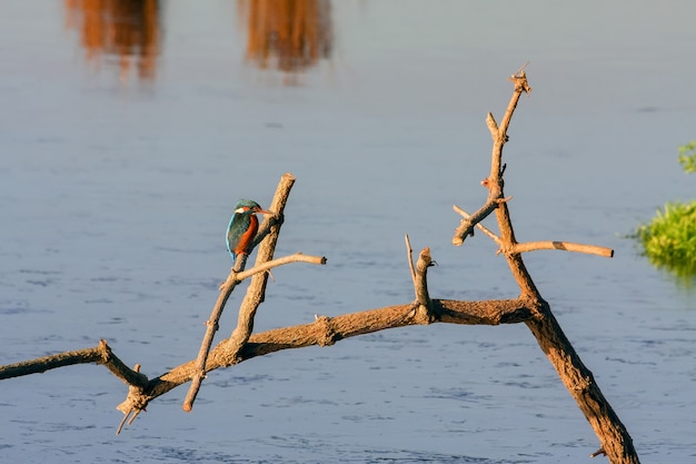 Rainham 습지의 물총새(Alcedo atthis)