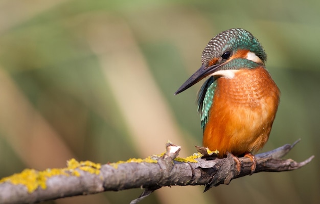 Kingfisher Alcedo 어린 새가 강 위의 나뭇가지에 앉아 있다