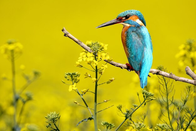 Kingfisher among the flowering rape