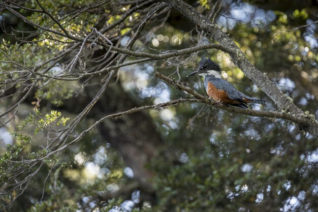 Kingfisher bird perched on a branch