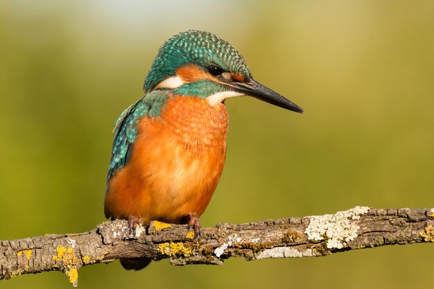 Kingfisher bird preening on a branch 