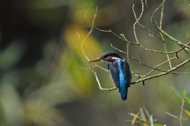 Foto kingfisher die op een tak zit