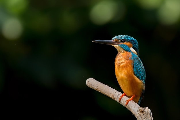 Kingfisher die op een tak zit